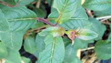 Vine weevil nothing on fuchsia - credit: Dove Associates